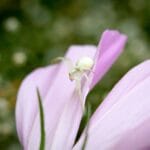 Les araignées blanches : amies ou ennemies des jardiniers ?