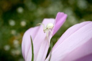 Les araignées blanches : amies ou ennemies des jardiniers ?