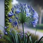 Entretien des agapanthes