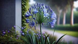 Entretien des agapanthes : faut-il couper les feuilles ?