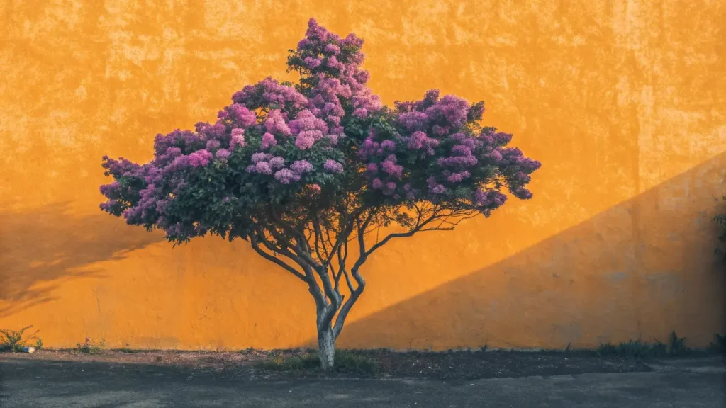 Lilas du Japon, Syringa reticulata : identifier l'arbre et réussir sa culture au jardin